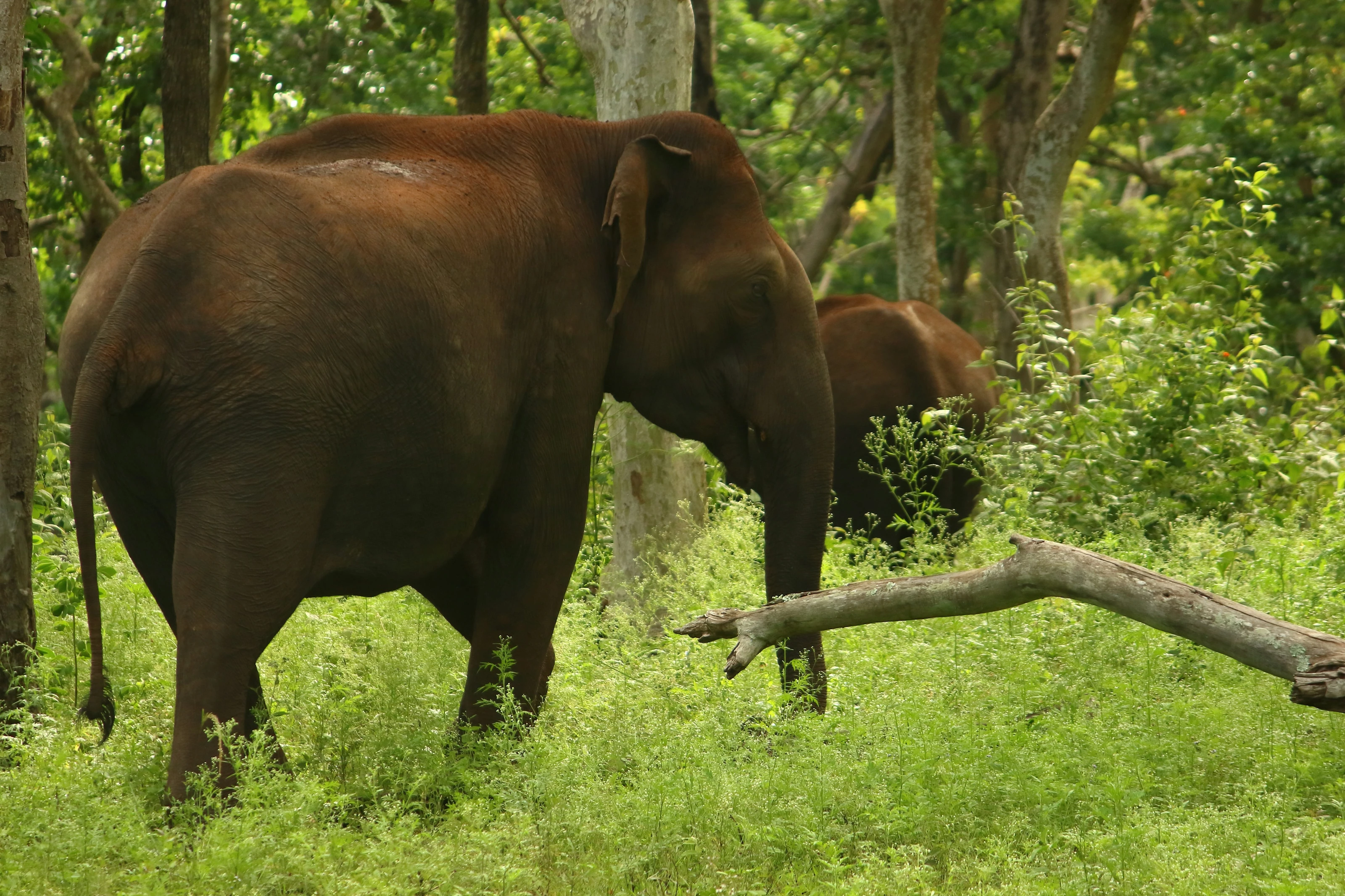 SOUTH INDIA — WILDLIFE
